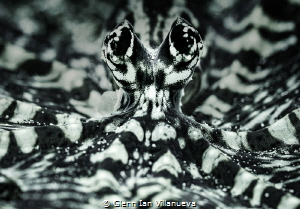This is a photo of a mimic octopus, trying to mimic a wun... by Glenn Ian Villanueva 